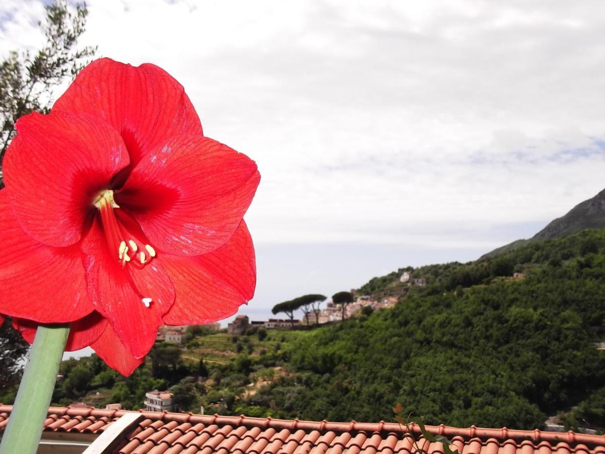 Le Mimose Vila Vietri Exterior foto