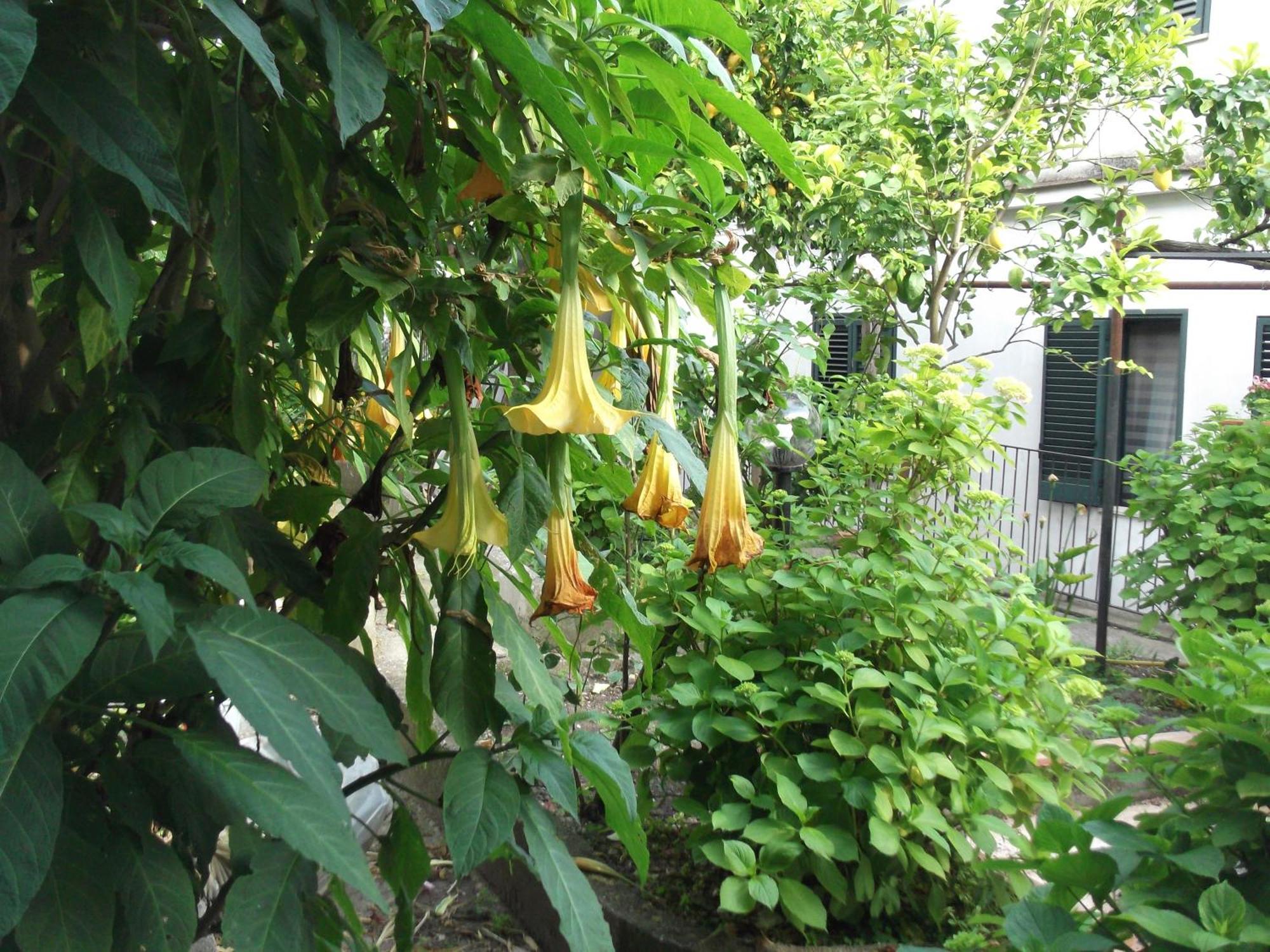 Le Mimose Vila Vietri Exterior foto